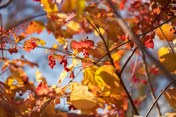 red autumn leaves
