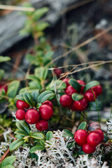 Lingonberries glowing in the soft northern light -a glimpse of Finland's wild autumn beauty.