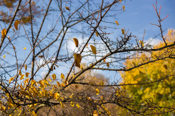 tree branches against blue sky
