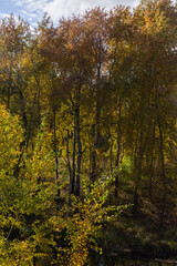 Fototapeta premium autumn in the forest