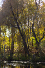 Fototapeta premium autumn in the forest