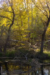 autumn in the forest