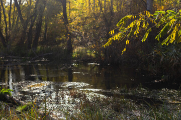 autumn in the forest