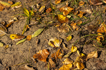 Obraz premium autumn in the forest