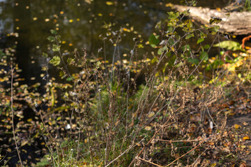 autumn in the forest