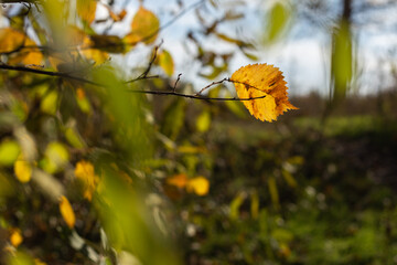 yellow maple leaves