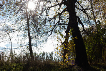 autumn in the forest