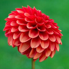 Brown sugar dahlia flower close up.