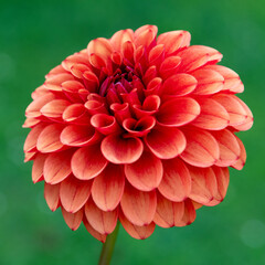 Brown sugar dahlia flower close up.