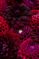Burgundy red dahlia blooms background. Dark red and maroon dahlia flowers close up. Floral wallpaper.