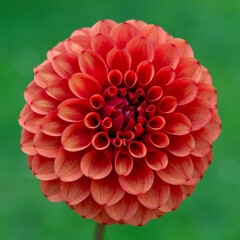 Brown sugar dahlia flower close up.