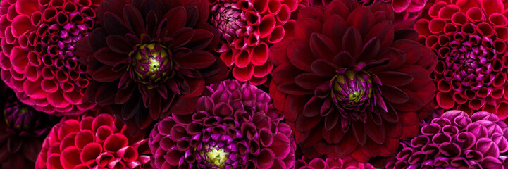 Burgundy red dahlia blooms background. Dark red and maroon dahlia flowers close up. Floral wallpaper.
