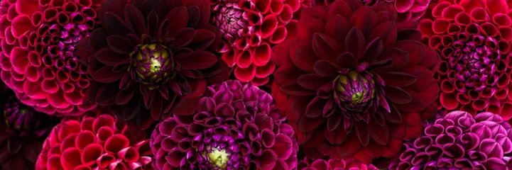 Selbstklebende Fototapeten Dahlie Burgundy red dahlia blooms background. Dark red and maroon dahlia flowers close up. Floral wallpaper.  © andreaobzerova