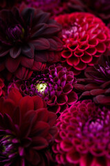 Burgundy red dahlia blooms background. Dark red and maroon dahlia flowers close up. Floral wallpaper.