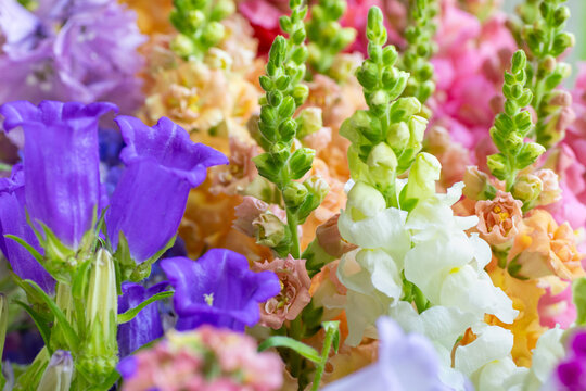 Close up of freshly cut spring flowers in various colors. Pastel colored snapdragons, canterbury bells and more spring flowers. Blooms detail shot.