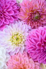 Pink, purple, lilac and white dahlia blooms background. Pastel shades dahlia flowers close up. Floral wallpaper