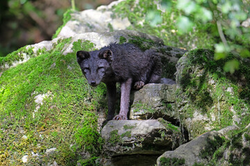 Artic Fox Cub on the prowl.