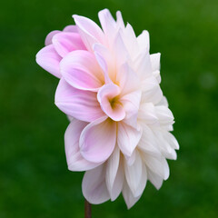 Sweet nathalie dahlia flower close up.