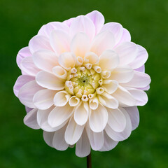Sweet nathalie dahlia flower close up.