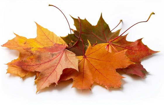 Ahornbl&auml;ttern im Herbst, isoliert - 3
