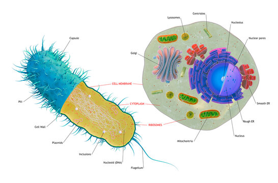 Prokaryote VS Eukaryote Cell