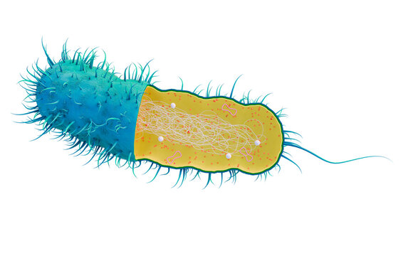 Cutaway of a Prokaryotic Cell