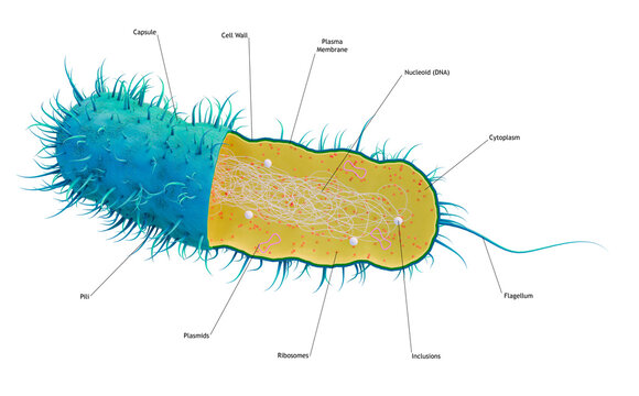 Cutaway of a Prokaryotic Cell