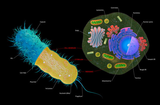 Prokaryote VS Eukaryote Cell