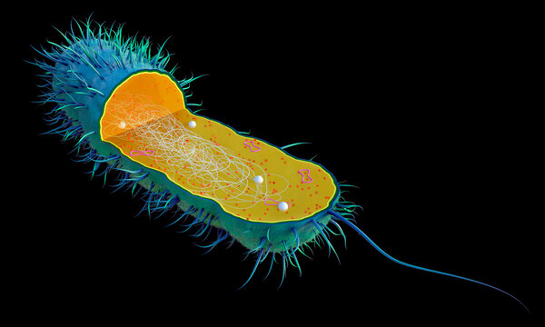 Cutaway of a Prokaryotic Cell