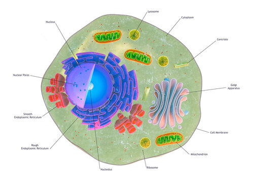 Cutaway of Eukaryotic Animal Cell