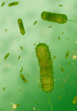 Artwork of prokaryotes/bacteria