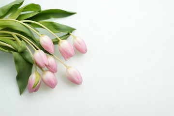 Delicate pink tulip buds with green leaves on a white background