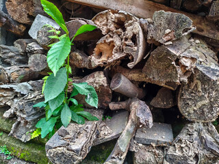 pile of dry wood for traditional cooking fuel