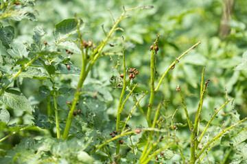 Colorado potato beetle larvae on eaten away potato leaf