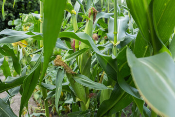 Obraz premium A field of corn is shown in full bloom. The corn is tall and green, and the field is covered in a thick layer of leaves.