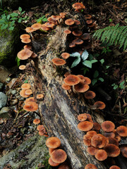 天然のきのこイメージ１