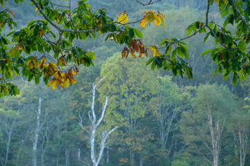 夜明けの白樺林