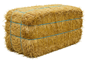 Isolated rectangular bale of hay tightly bound with string for agricultural use, farming