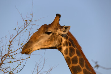 Obraz premium Giraffe (Giraffa giraffa). Taken in Kruger National Park, South Africa.
