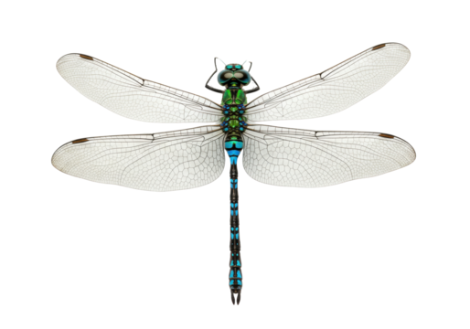 Isolated Dragonfly macro showing intricate wings, abdomen, head, and thorax details