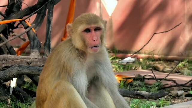 A monkey resting in an old building