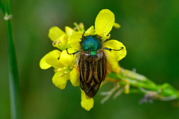 Bumble bee scarab beetle (Eulasia pareyssei) // Hummel-Blatthornkäfer an gelber Blüte -...