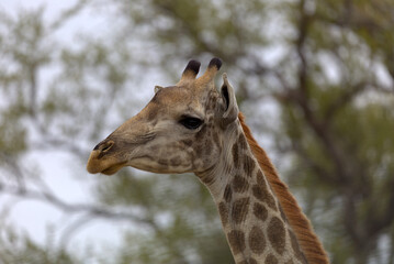Giraffe (Giraffa giraffa). Taken in Kruger National Park, South Africa.