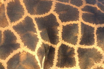 Giraffe fur close-up (Giraffa giraffa). Taken in Kruger National Park, South Africa.