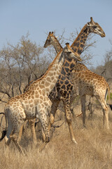 Three Giraffes (Giraffa giraffa) amongst trees in the bush. Taken in Kruger National Park, South Africa.