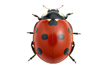 Seven-spot ladybug PNG isolated on transparent background, red beetle with black spots for nature and biology projects