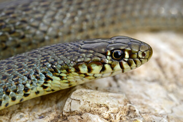 Balkan whip snake // Balkan-Zornnatter (Hierophis gemonensis) - Peloponnese, Greece