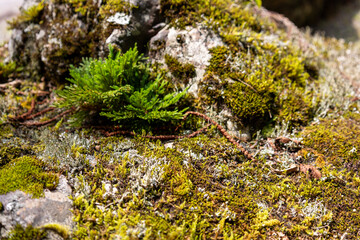 石の上の苔