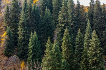 pine forest background