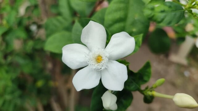 Pure white Wrightia antidysenterica blooms radiate elegance and peace, bringing calm tropical charm to every garden.